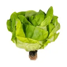Fresh Lettuce Butterhead 200g