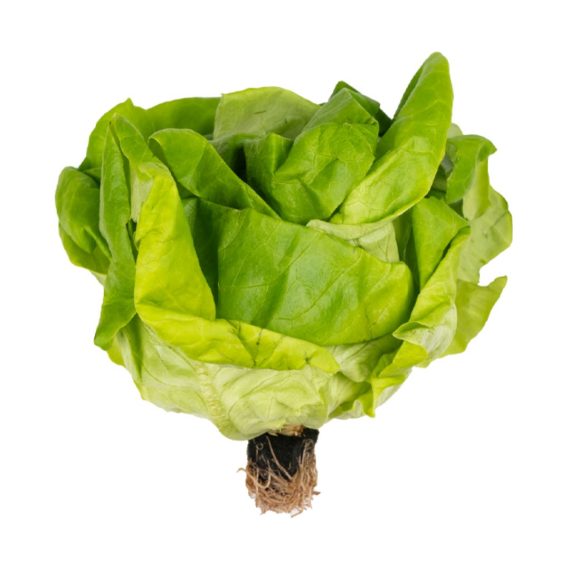 Lettuce Butterhead UAE-Pack