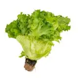 Fresh Lettuce Frillice 200g