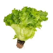Fresh Lettuce Frillice 200g