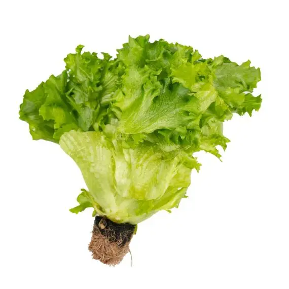 Fresh Lettuce Frillice 200g